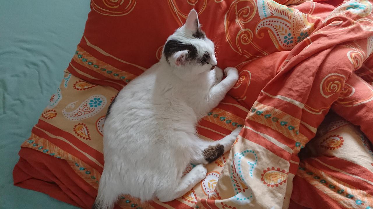 entspannte katze.JPG