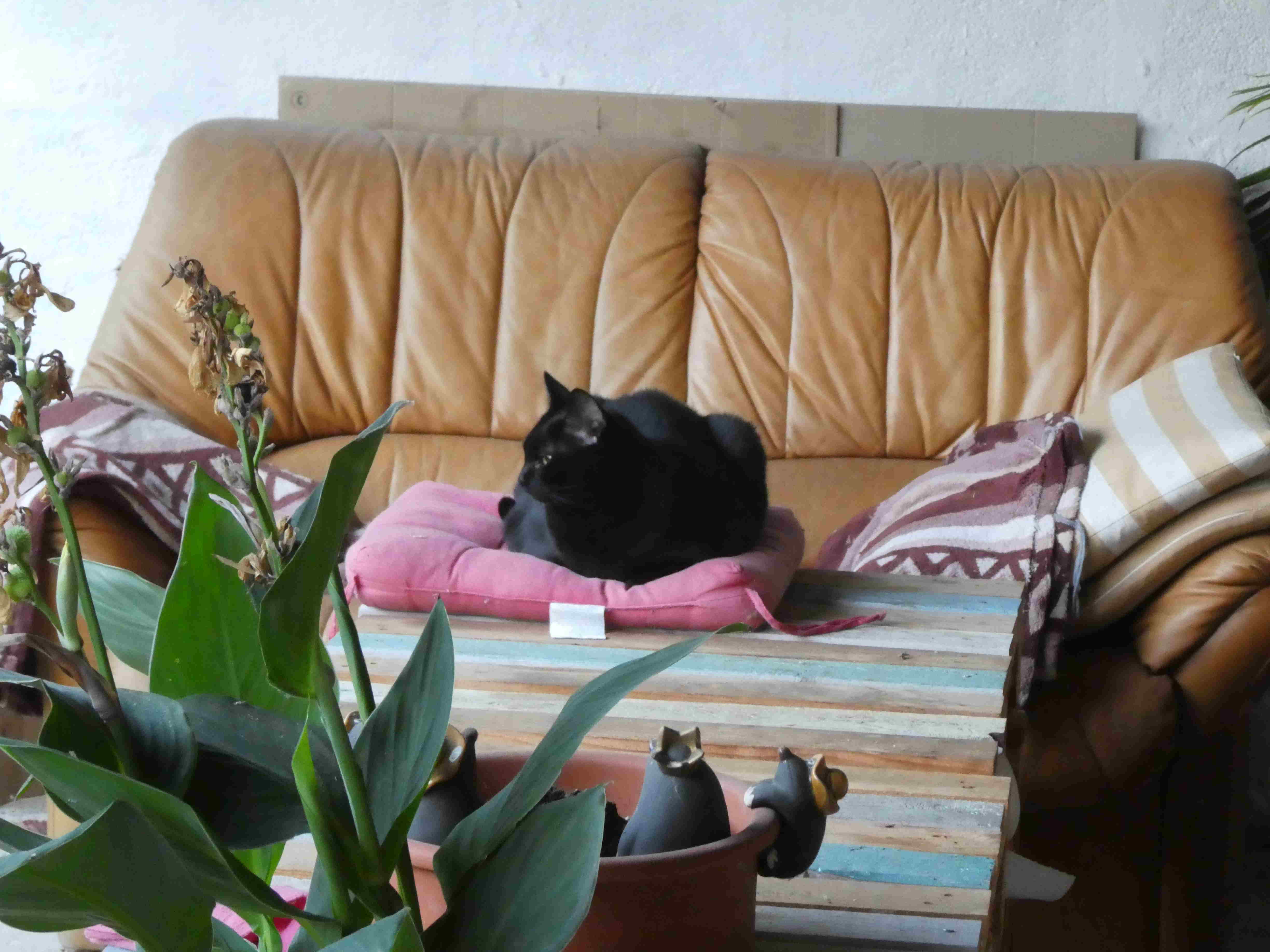 Erbsenprinzessin.JPG