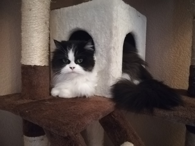 Flauschmaus.jpg