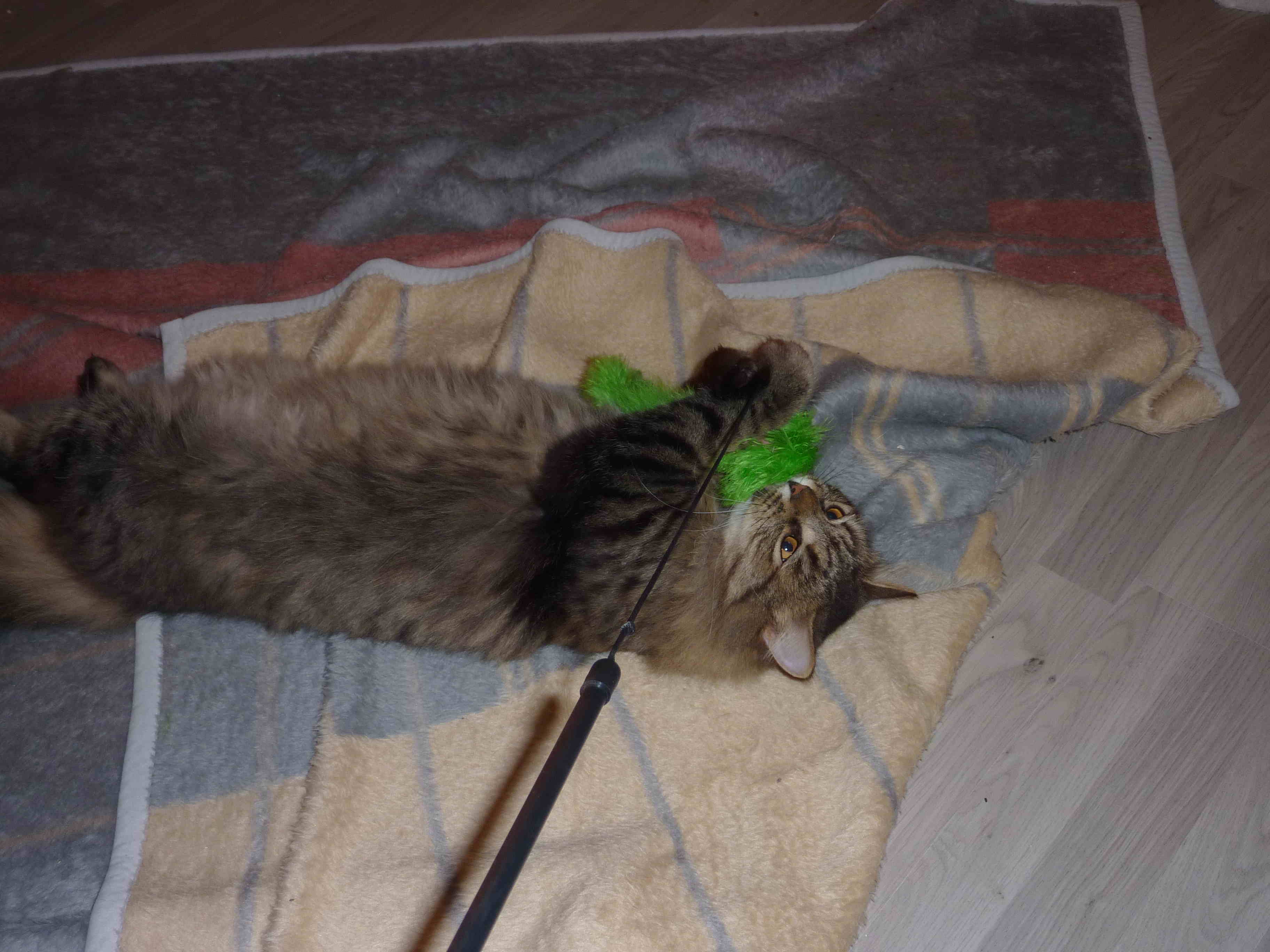 Flauschwedel.JPG