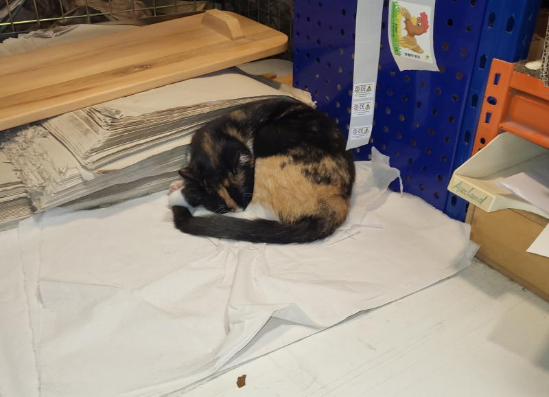 Florida schläft auf dem Packpapier klein.jpg