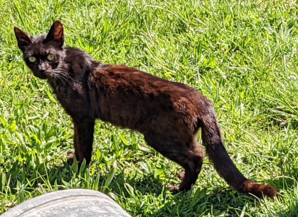 Fundkatze.jpg