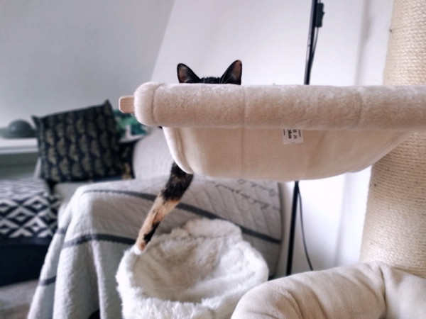 FurbA.jpg