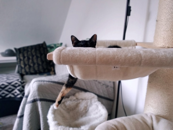 FurbB.jpg