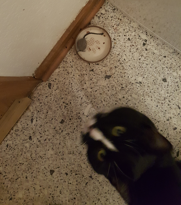 Futternapf.jpg