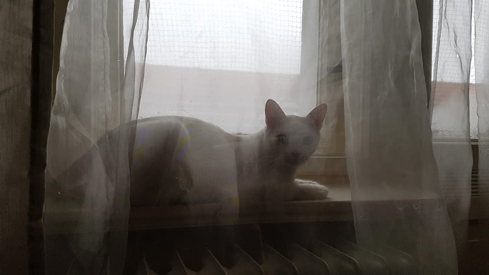 Geisterkatze.jpg