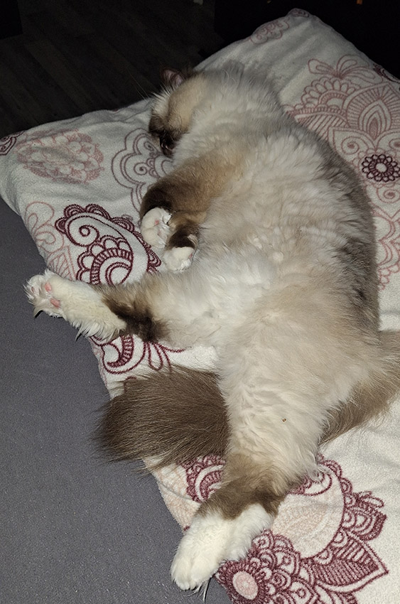 geschmolzenerKater.jpg