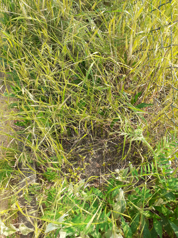 grass-1.jpg