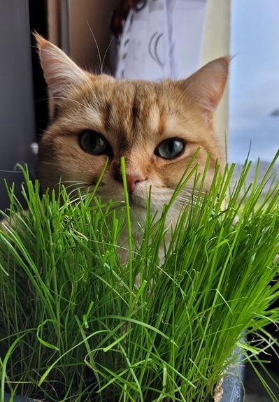 Grasversteck.jpg