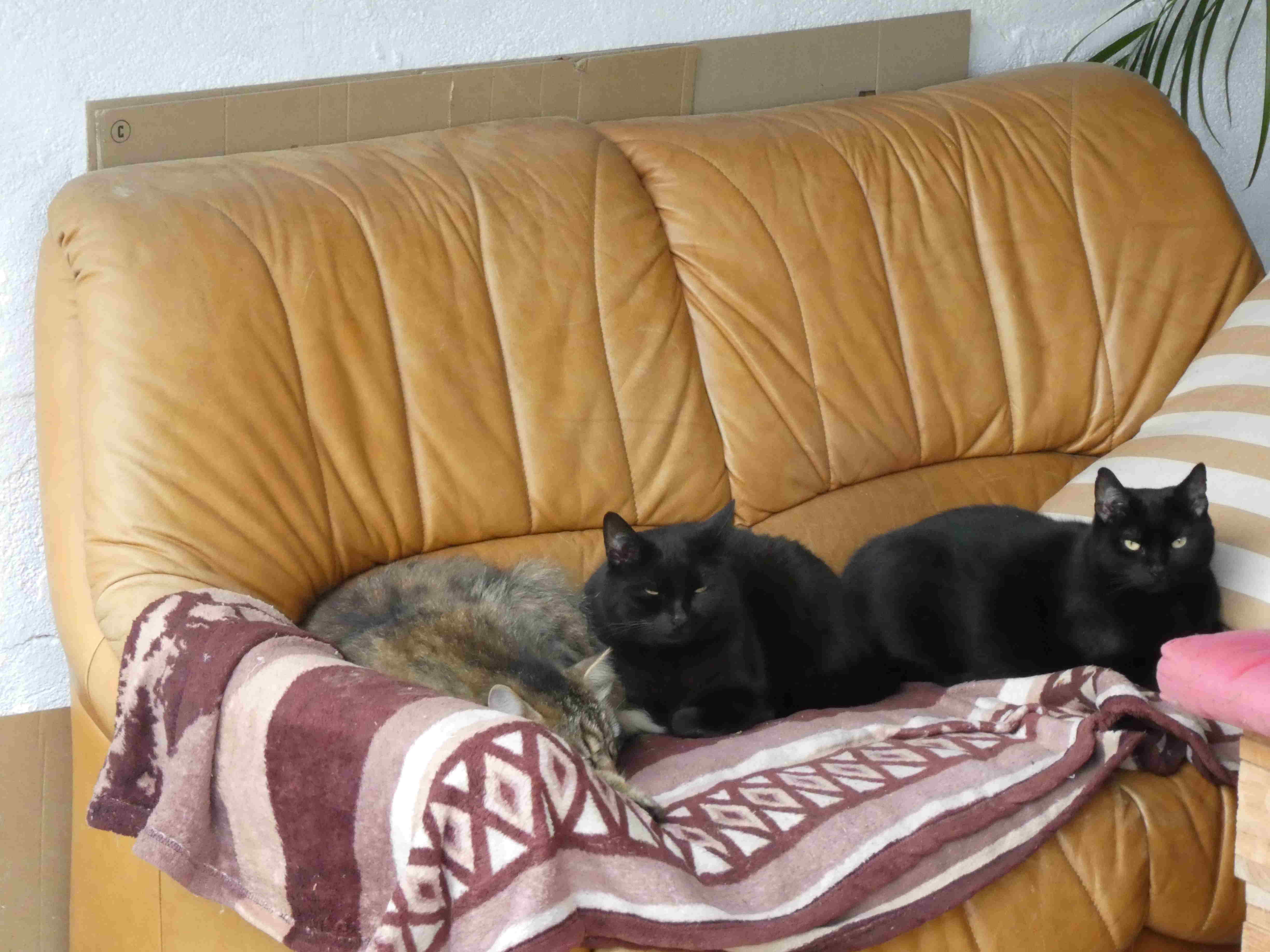 Gruppenbild_mit_Dame.JPG