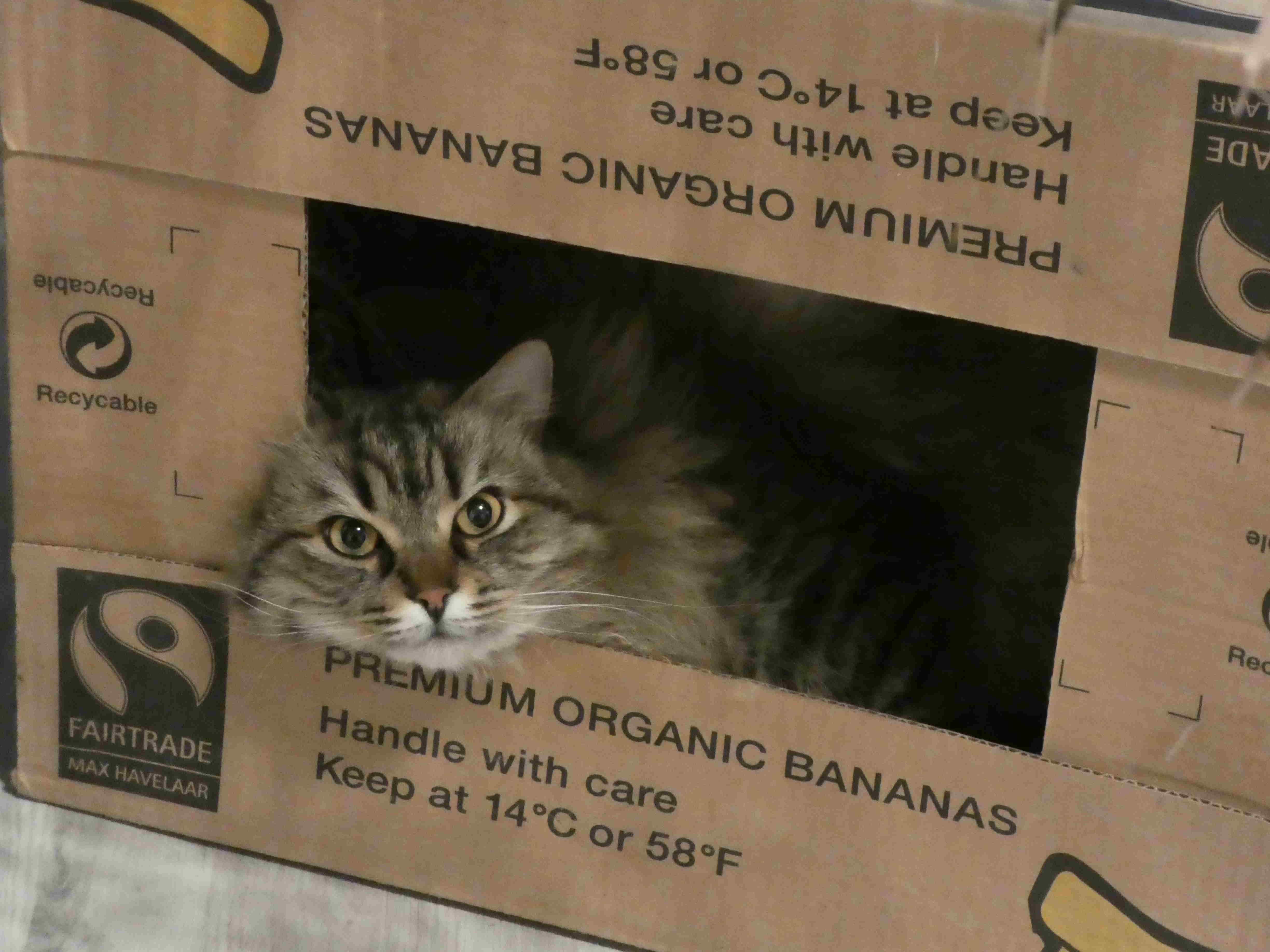 Hausbesitzer2.JPG