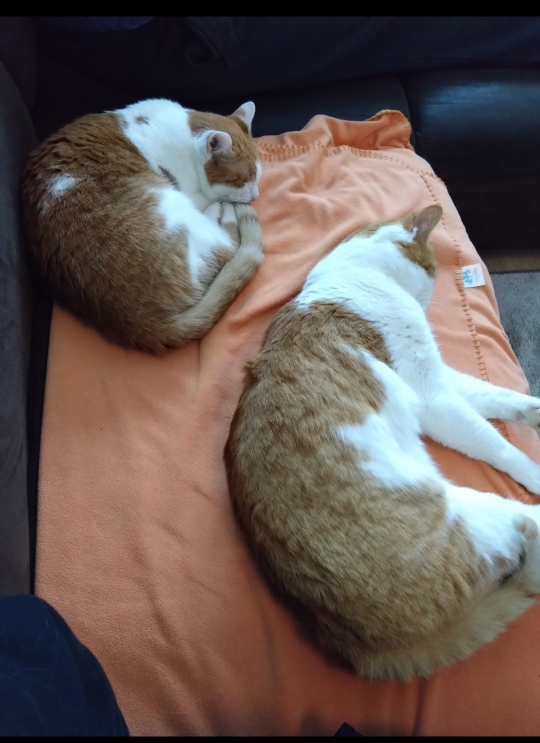 Homie und Darcy.png
