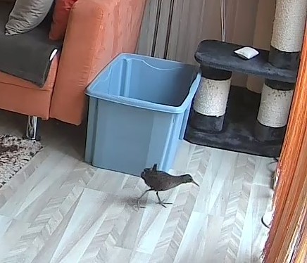Ich habe einen Vogel.jpg