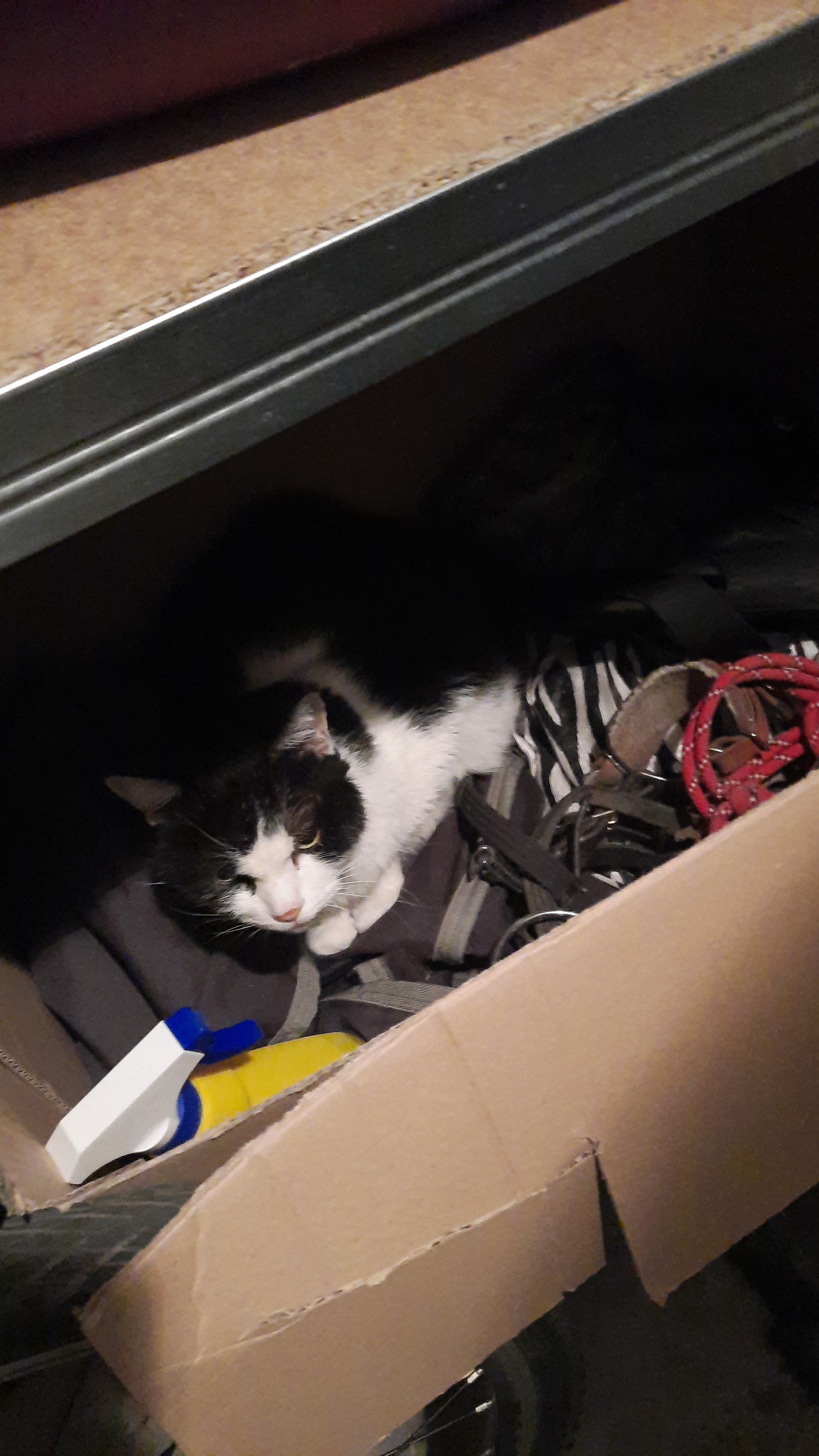 IMG-20220210-WA0050.jpeg