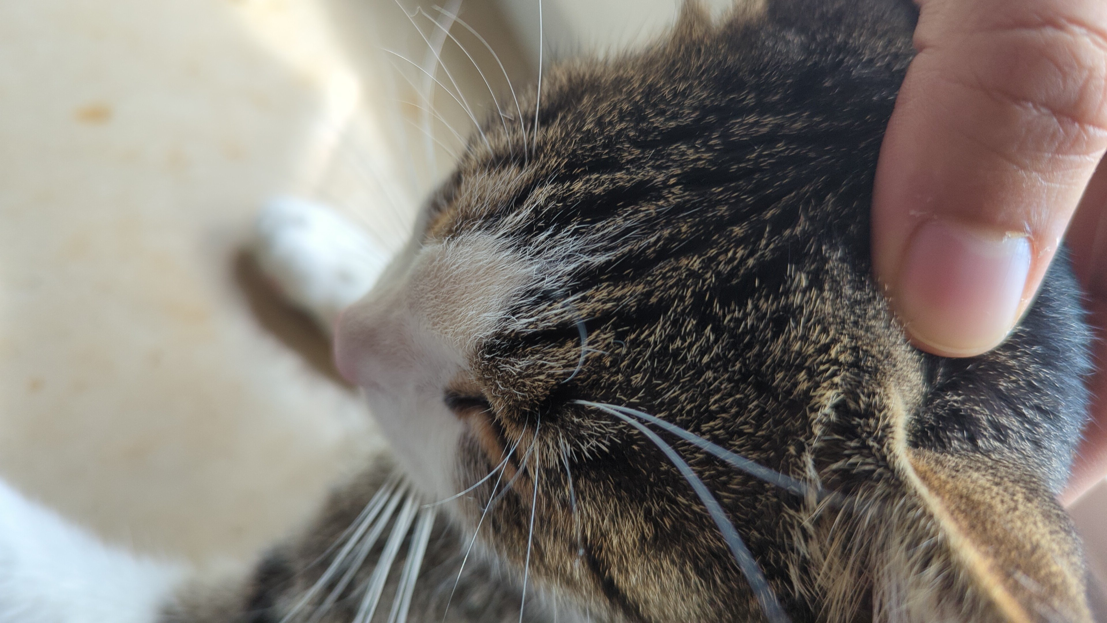 IMG-20221019-WA0006.jpeg