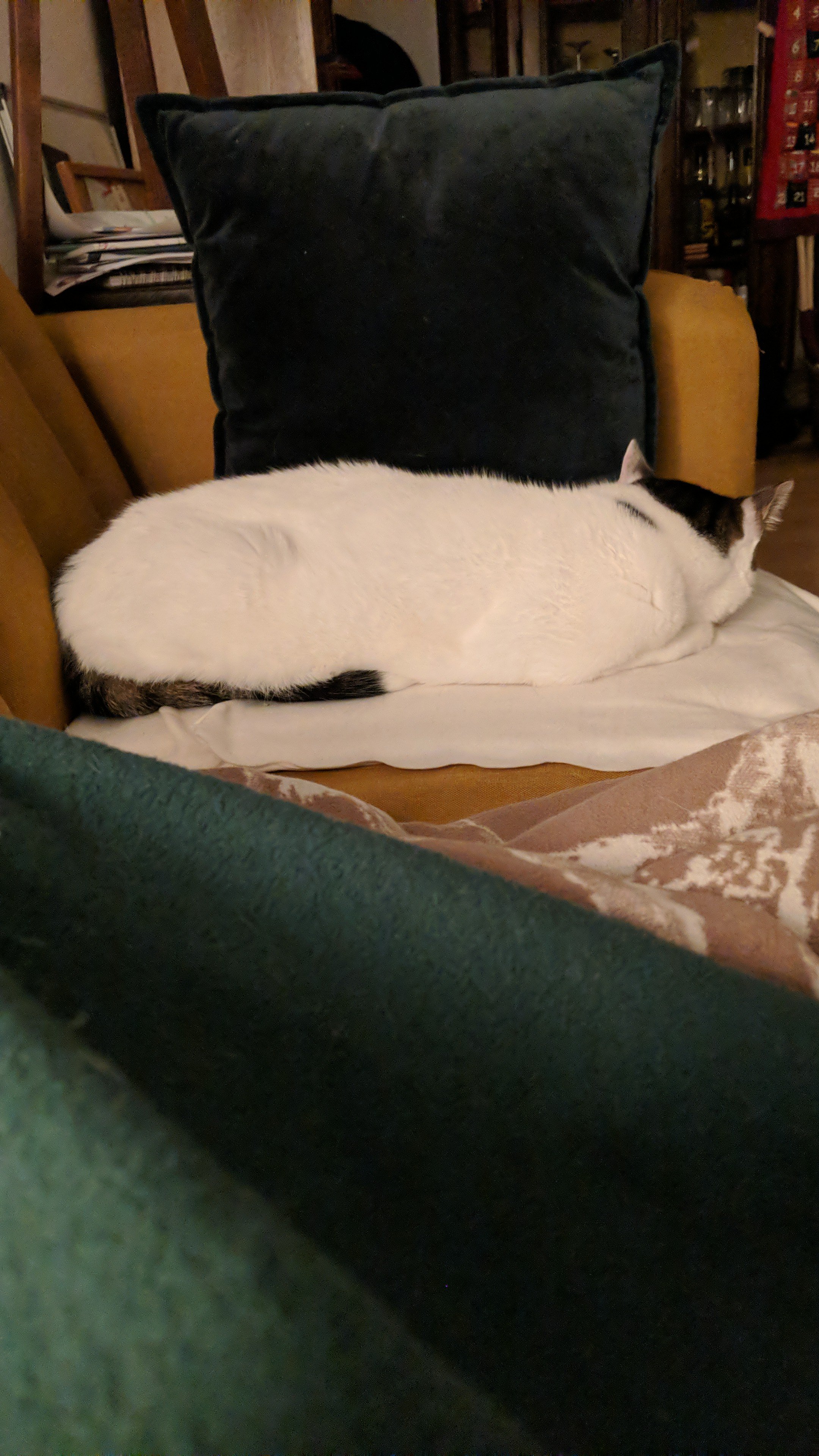IMG-20221207-WA0035.jpeg
