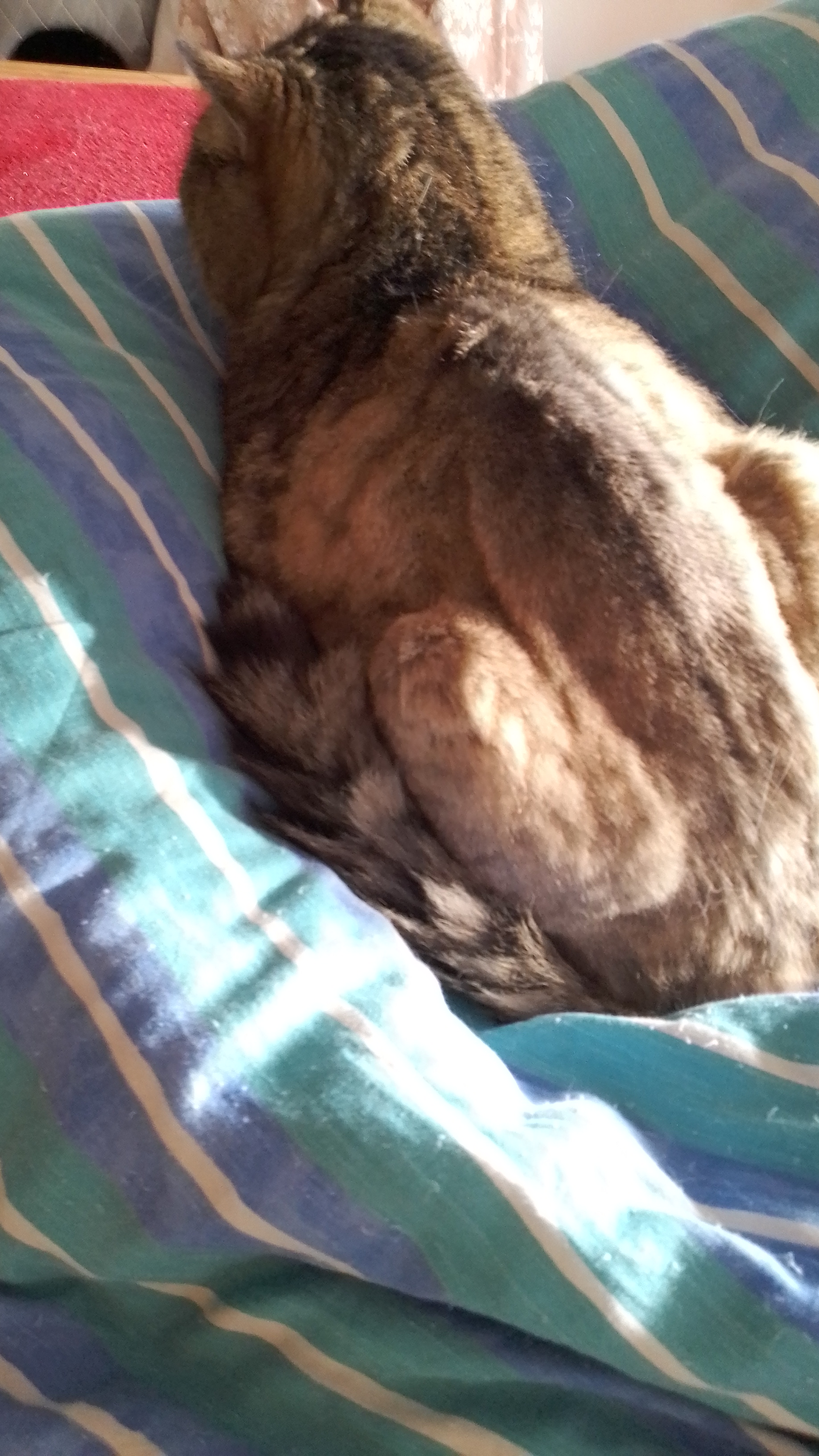 IMG-20221224-WA0002.jpeg