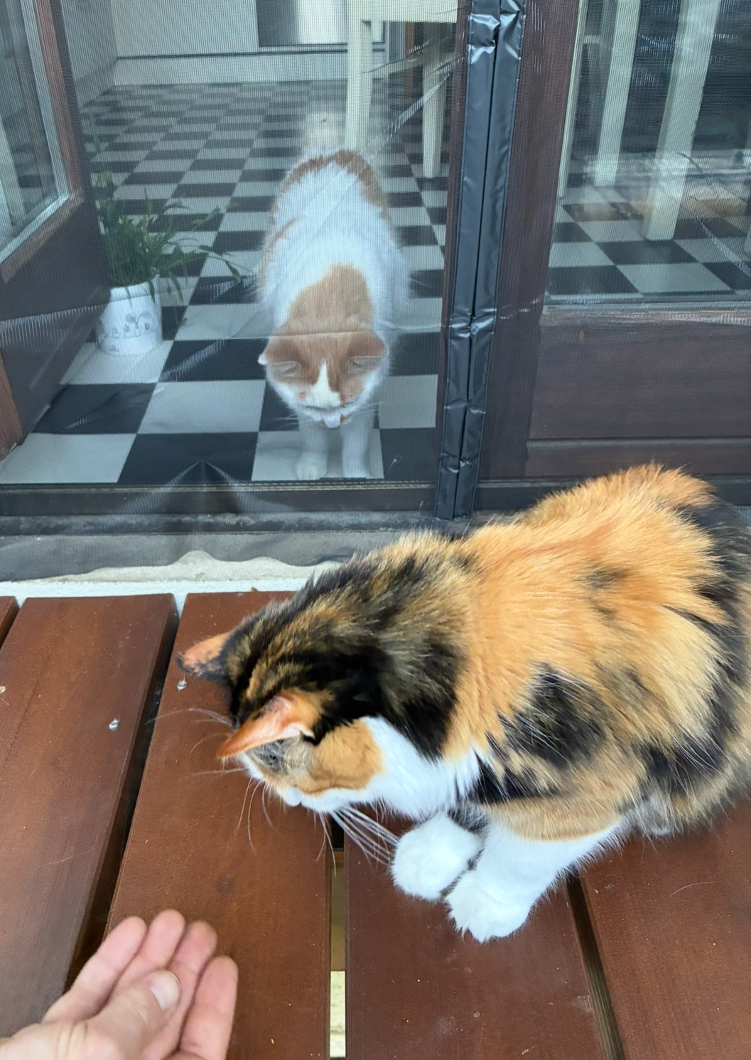 IMG_0303.jpeg