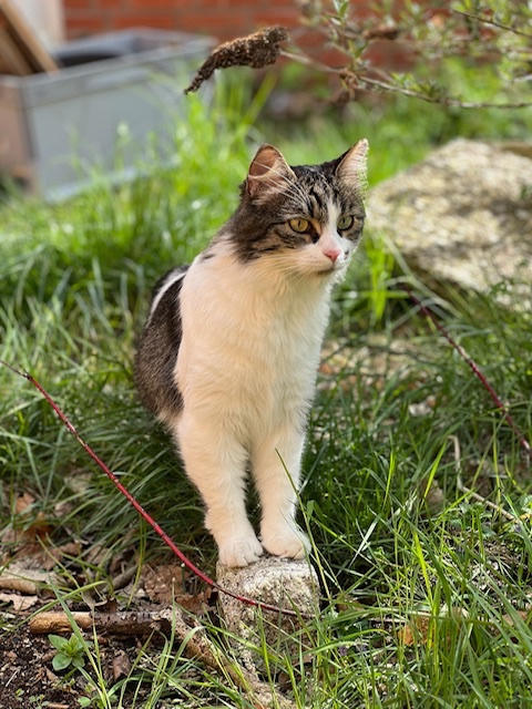 IMG_0527.jpeg