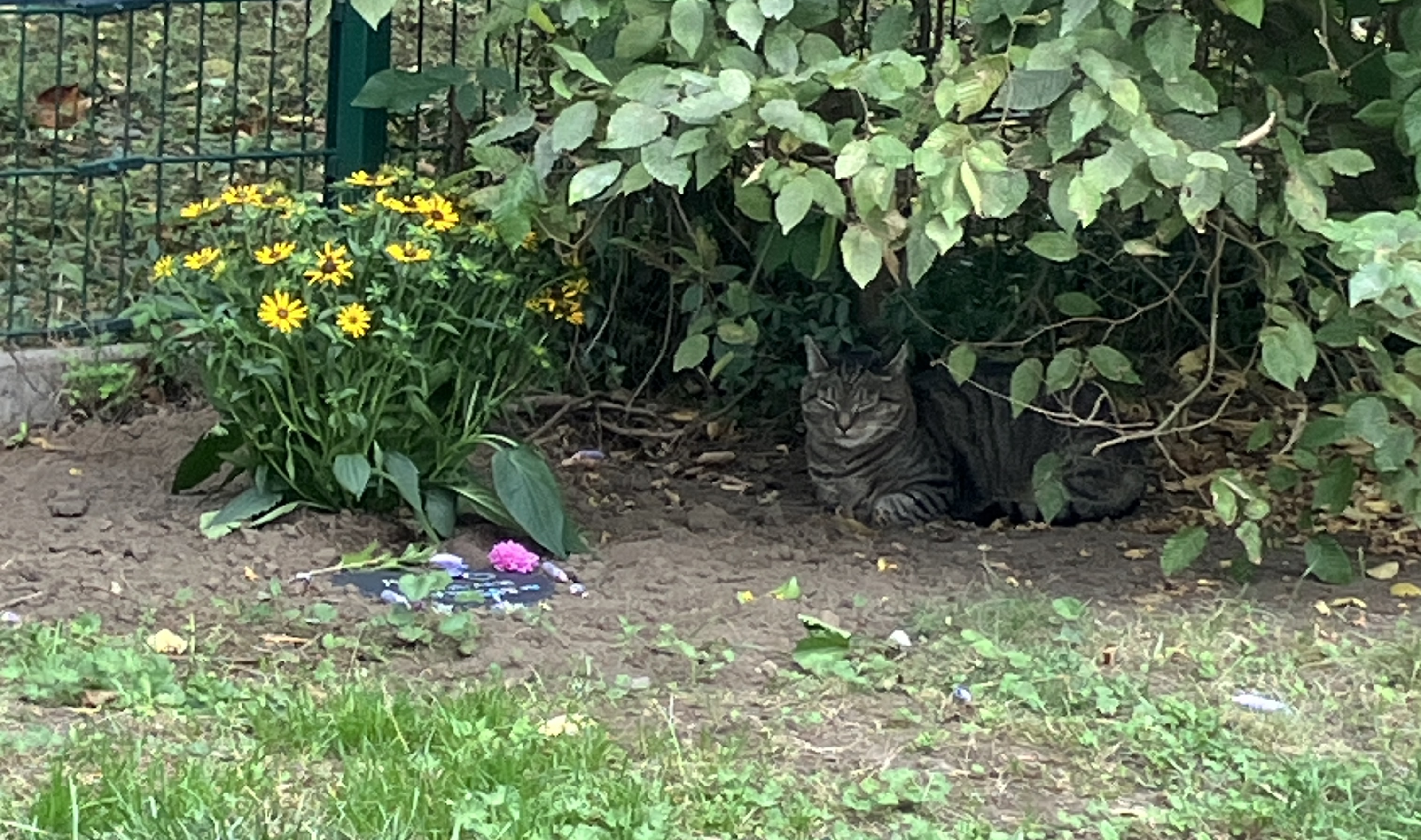 IMG_0809.jpeg