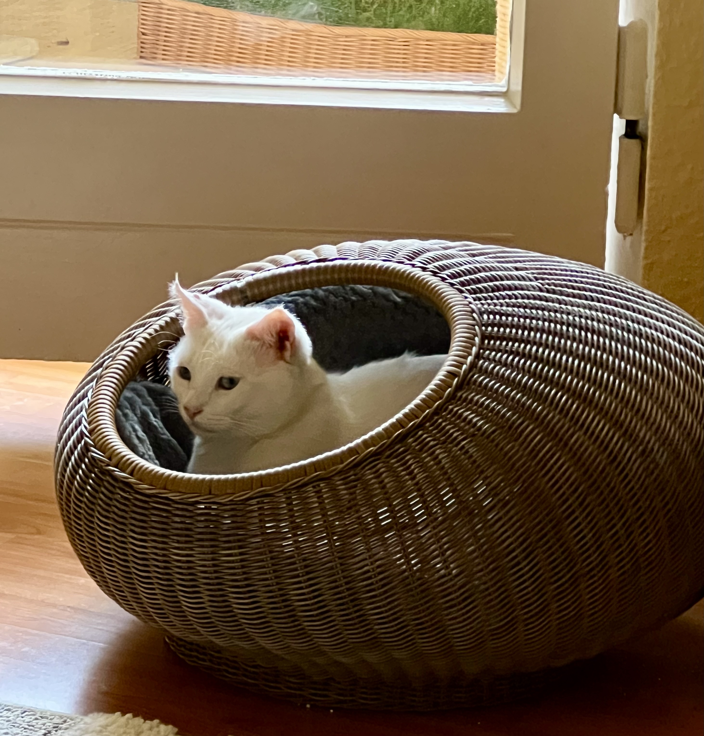 IMG_1014.jpeg