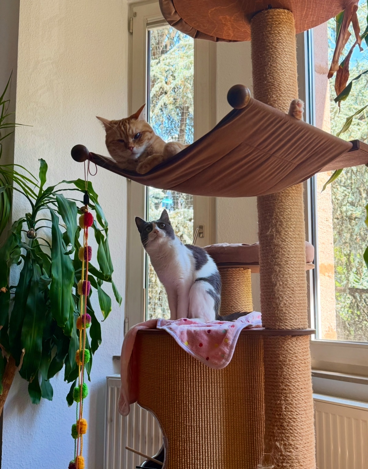 IMG_1963.jpeg