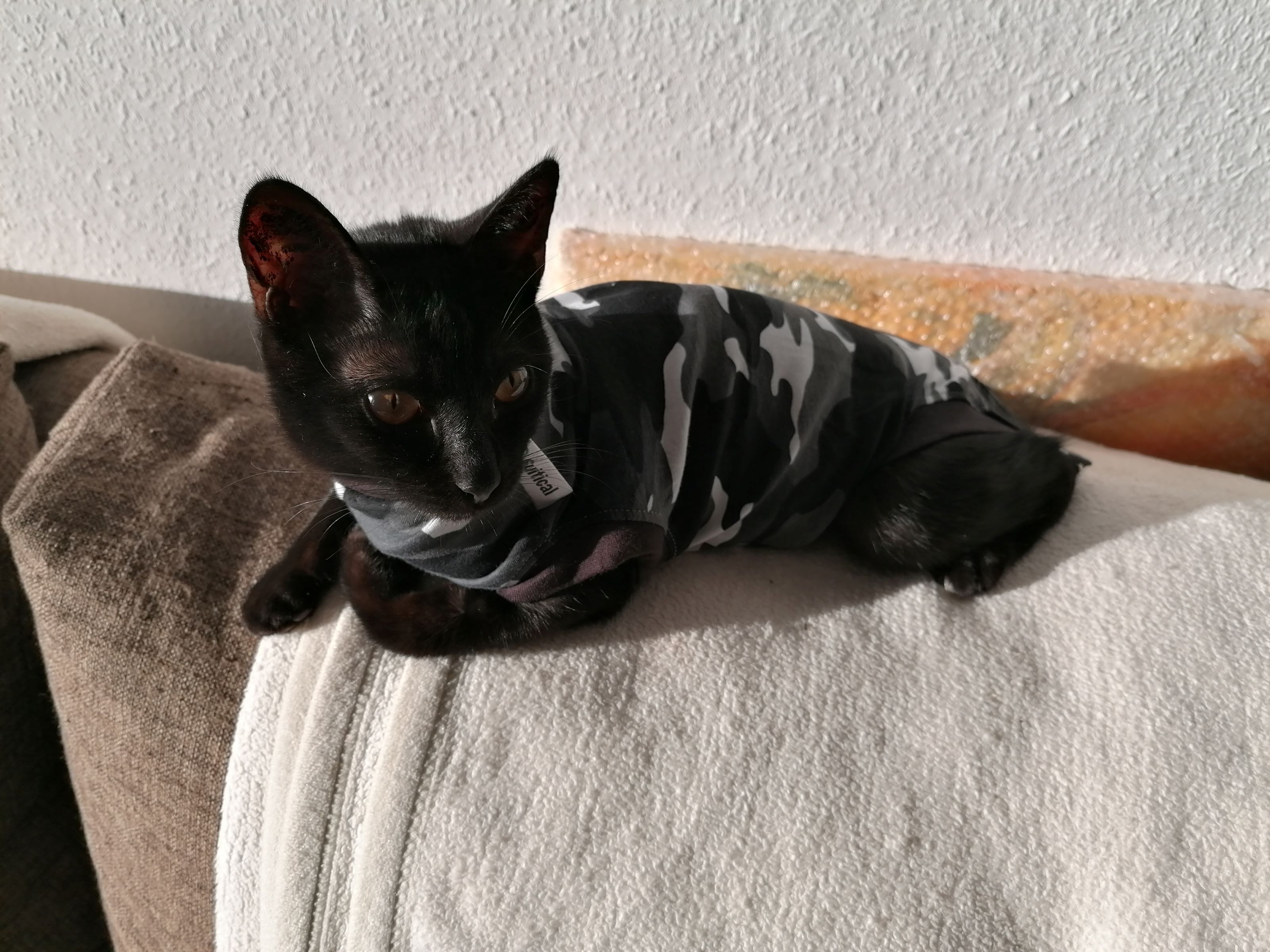 IMG_20231013_091721_Tarnkatze2.jpg