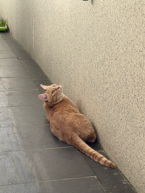 IMG_2066.jpeg