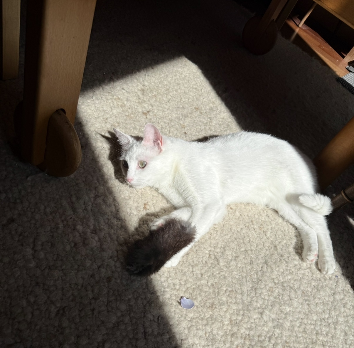 IMG_2114.jpeg