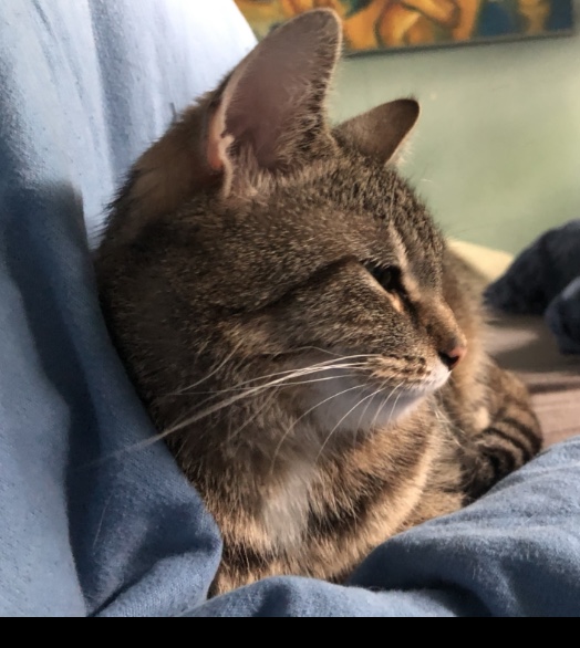 IMG_2271.jpeg