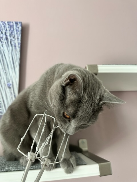 IMG_2306.jpeg
