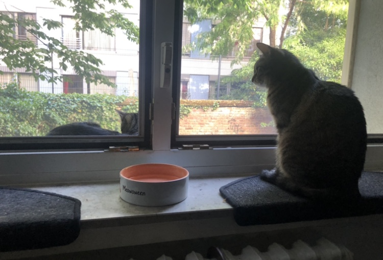 IMG_2350.jpeg