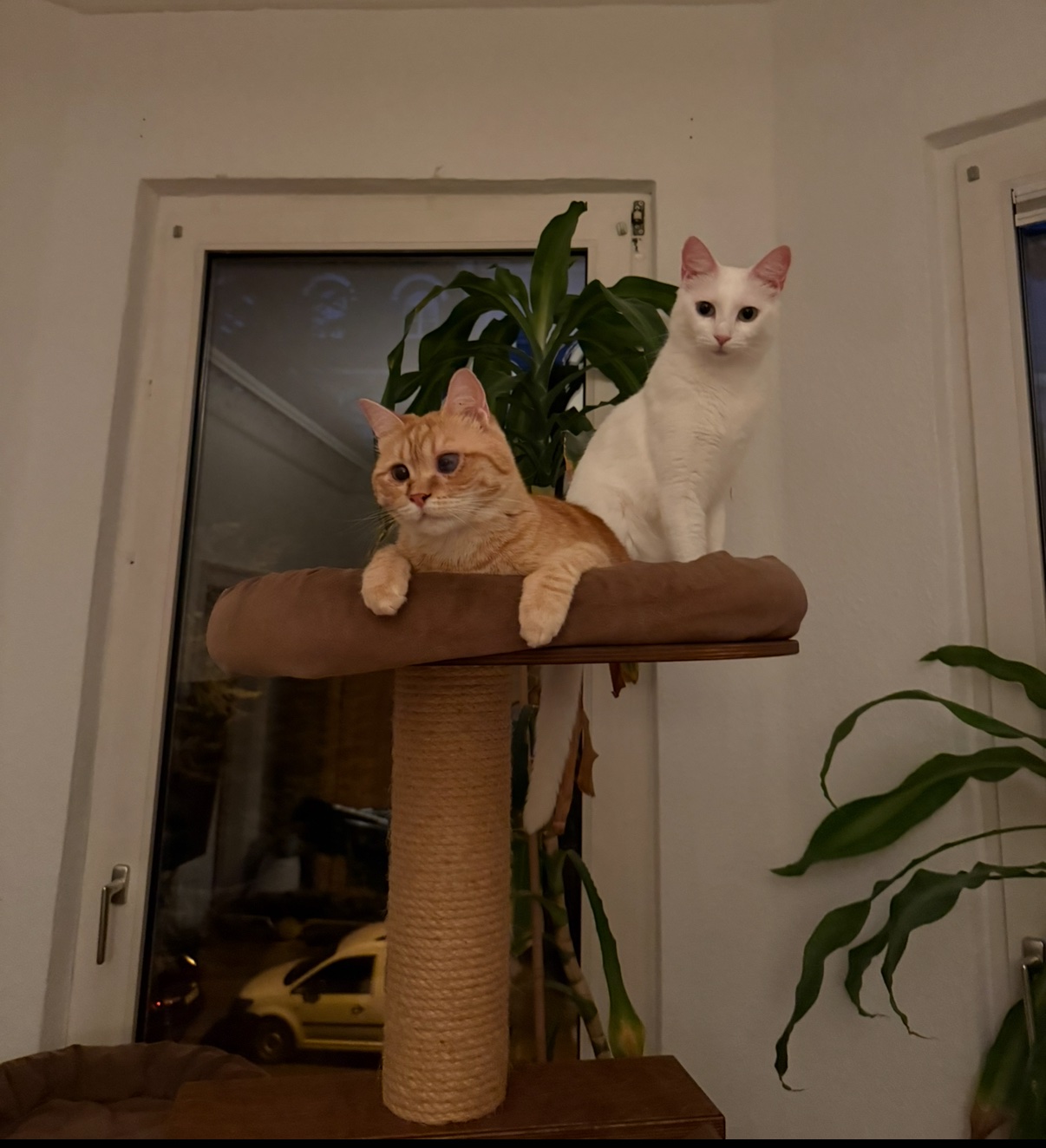 IMG_2408.jpeg