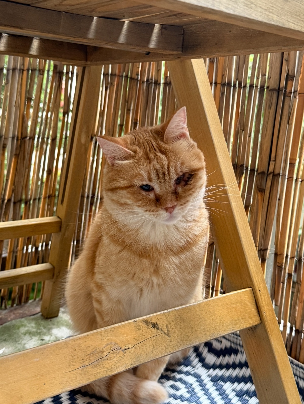 IMG_2664.jpeg