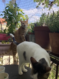 IMG_3036.jpeg