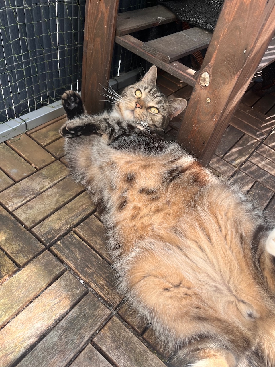 IMG_3252.jpeg