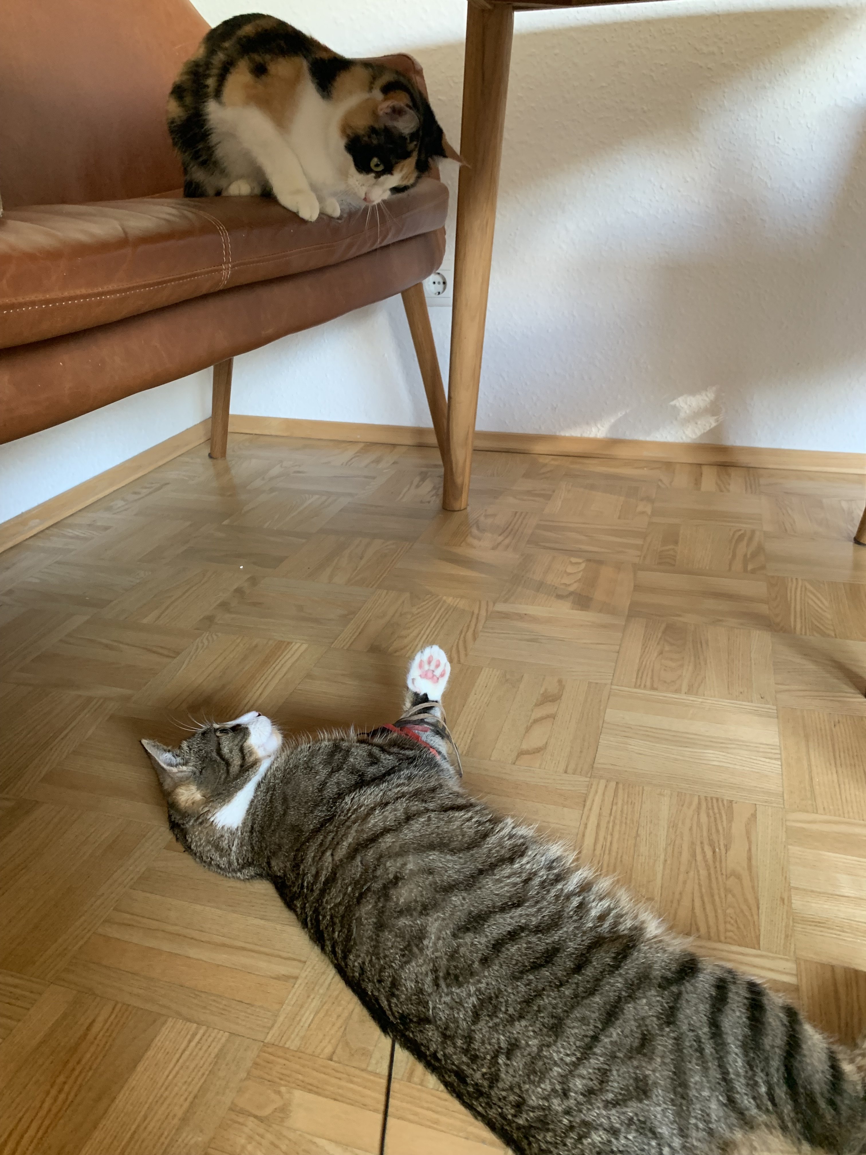 IMG_3306.jpeg