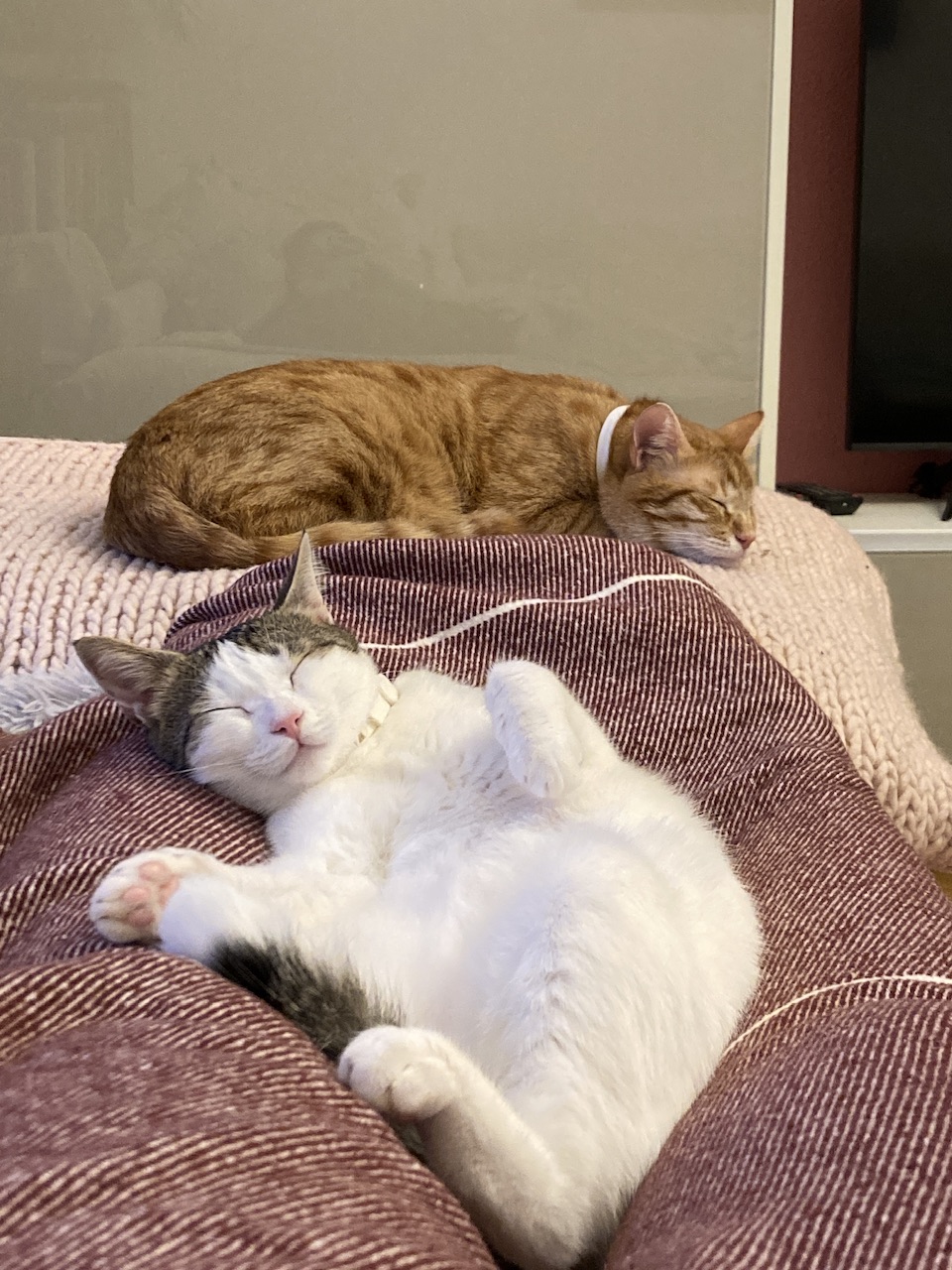 IMG_3430.jpeg
