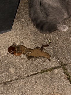 IMG_3441.jpeg