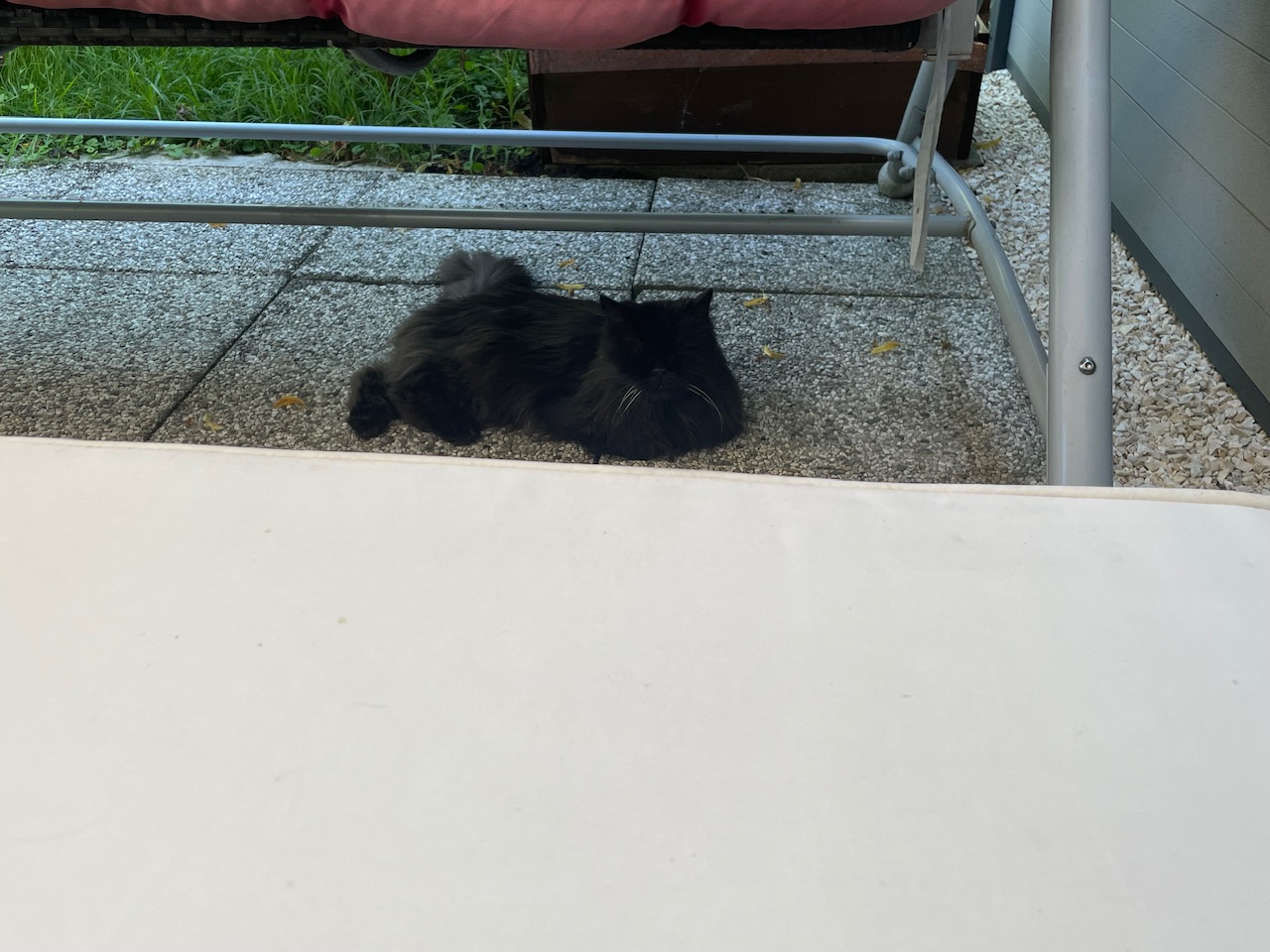 IMG_3522.jpeg