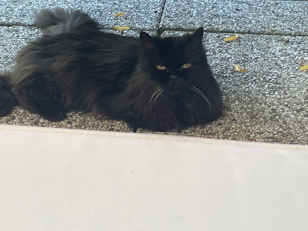 IMG_3524.jpeg