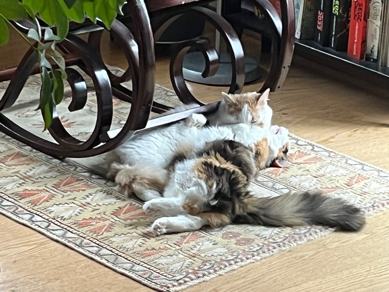 IMG_3892.jpeg