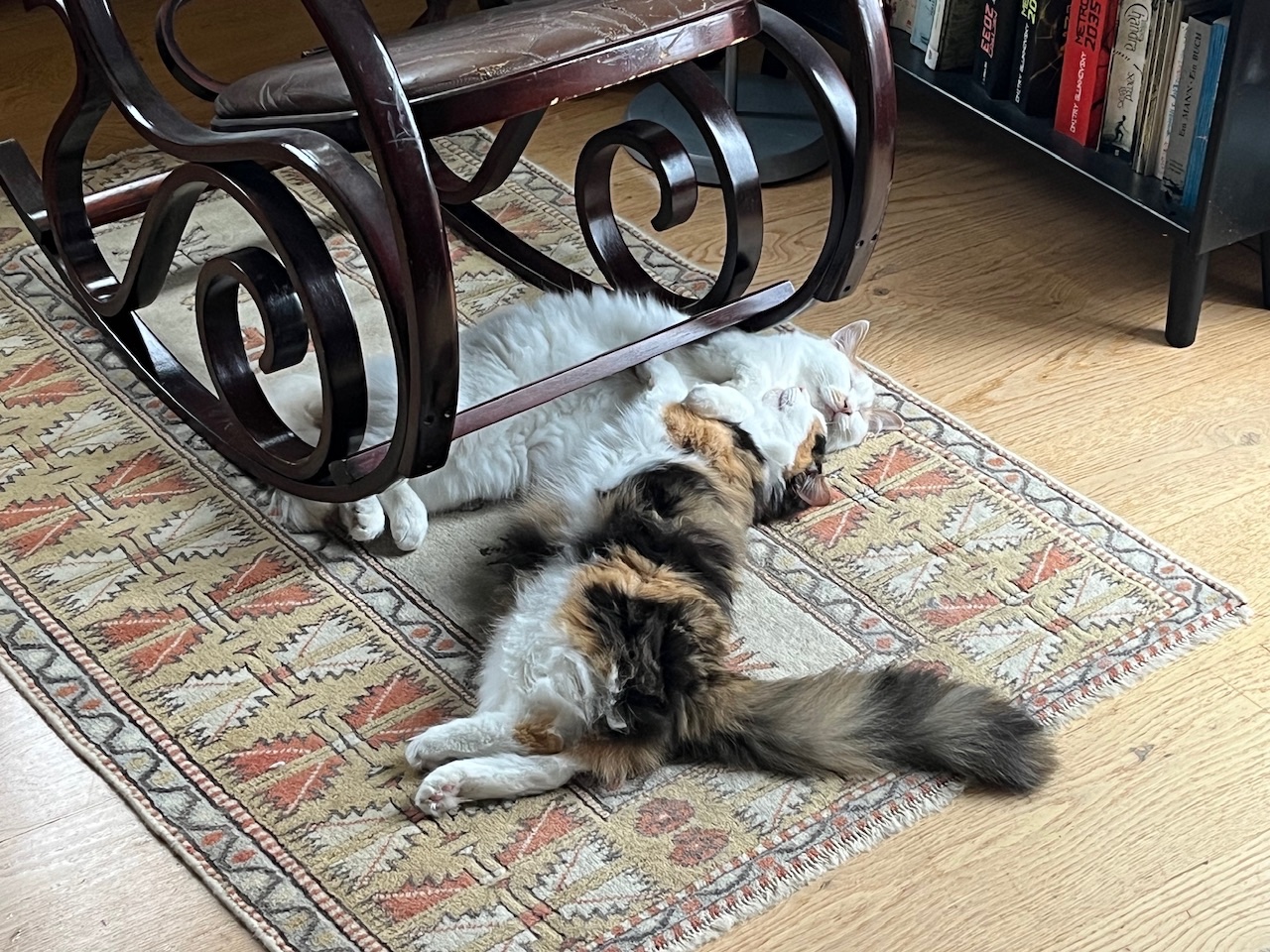 IMG_3895.jpeg
