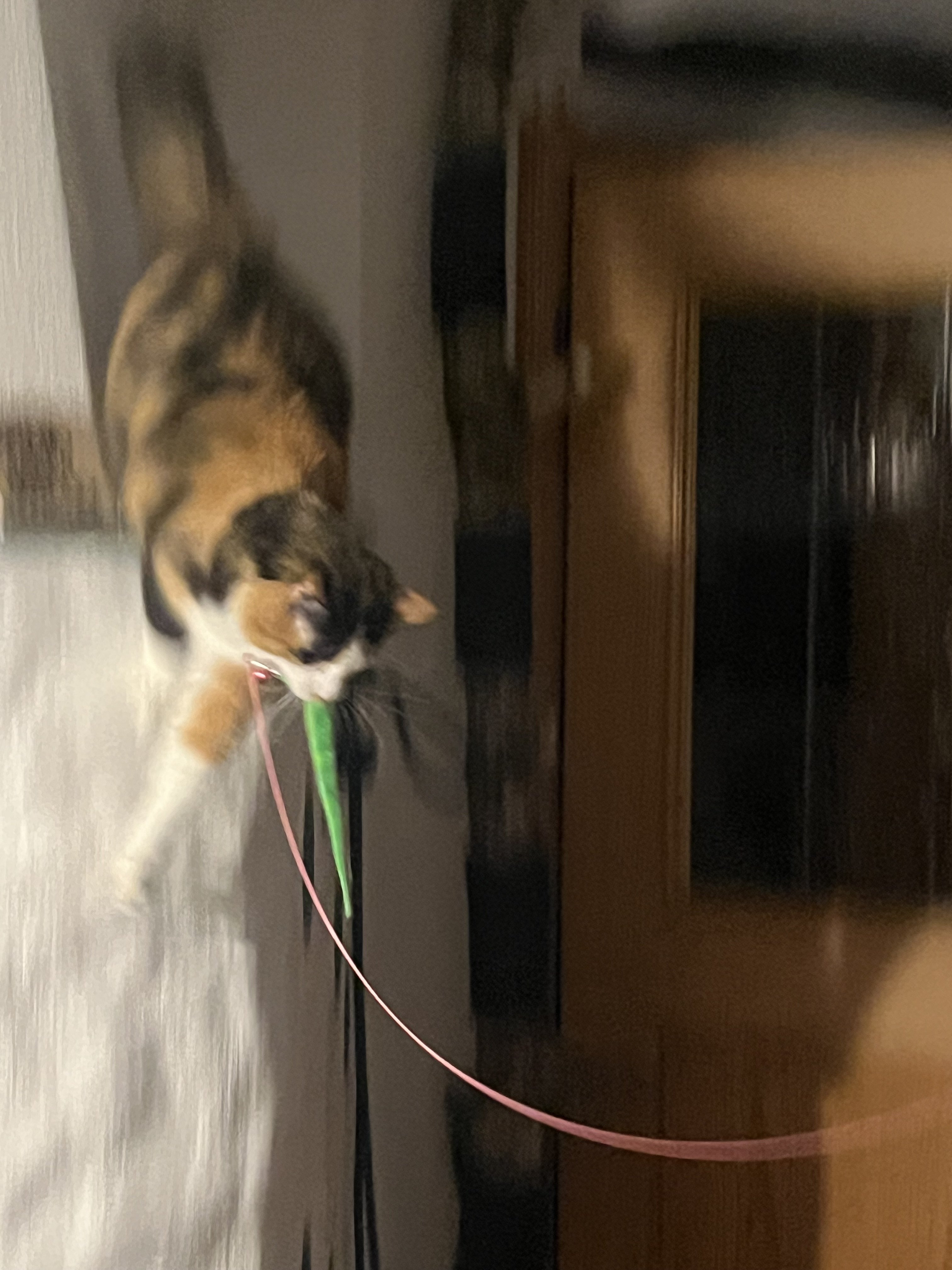 IMG_3954.jpeg