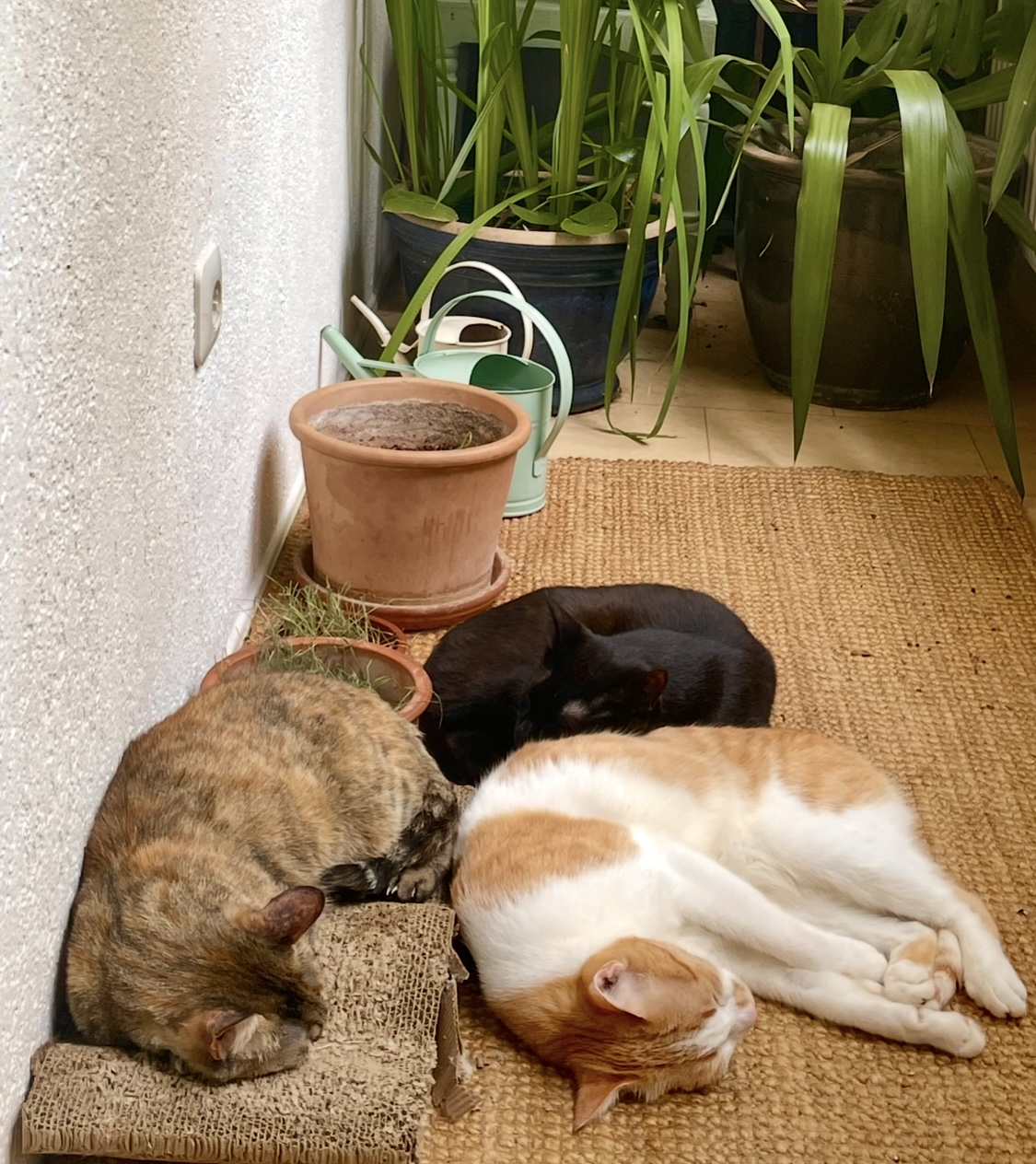 IMG_4007.jpeg