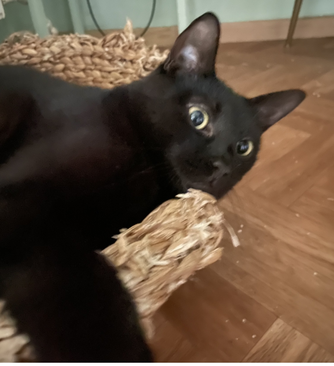 IMG_4273.jpeg