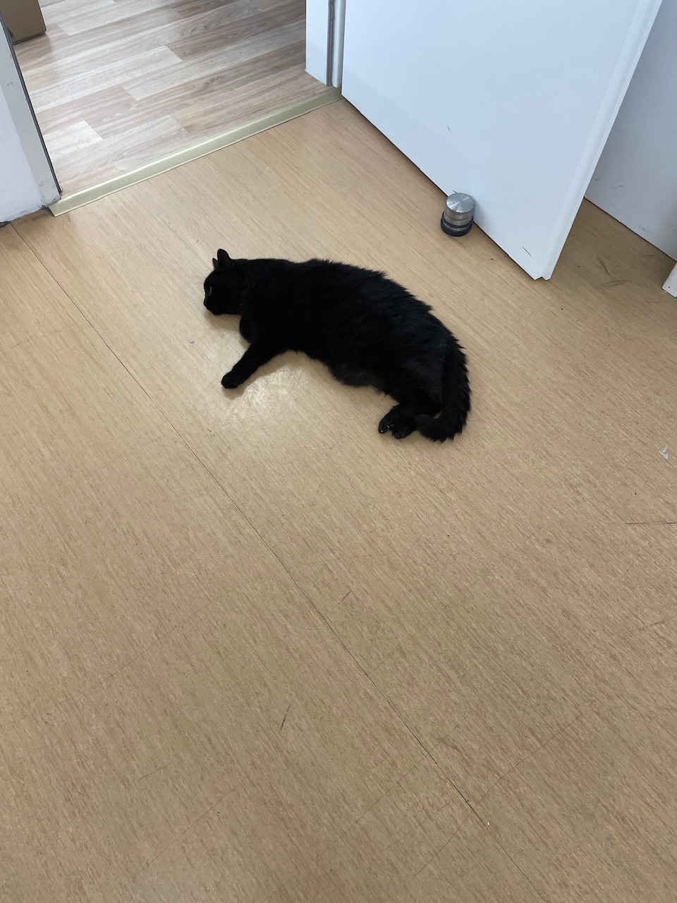 IMG_4342.jpeg