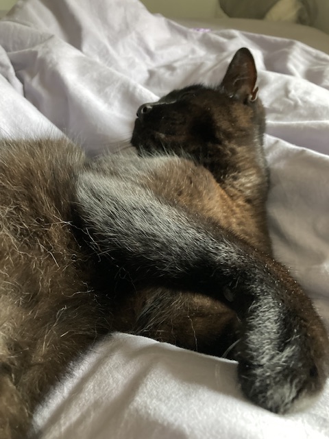 IMG_5036.jpeg