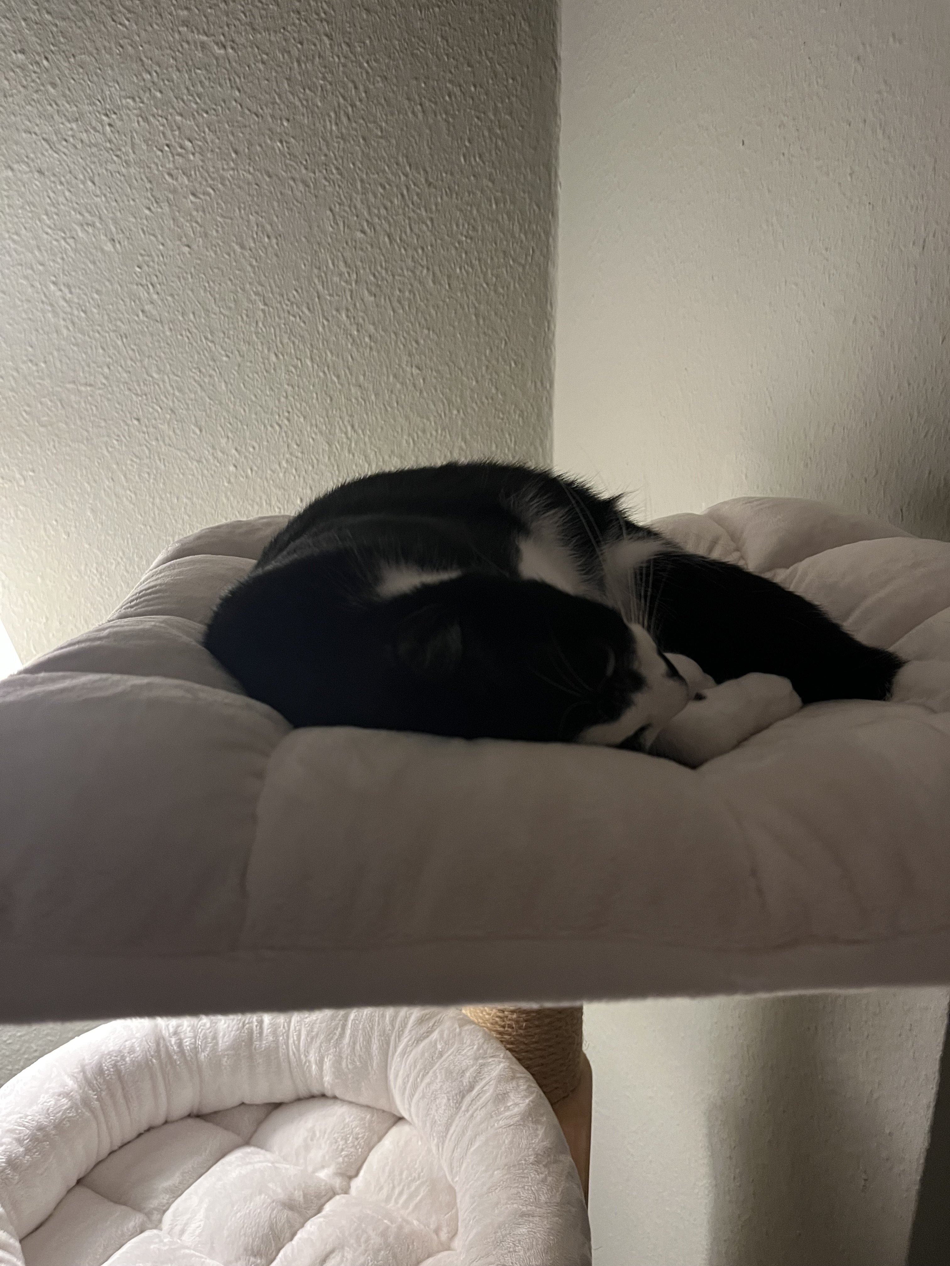 IMG_5116.jpeg