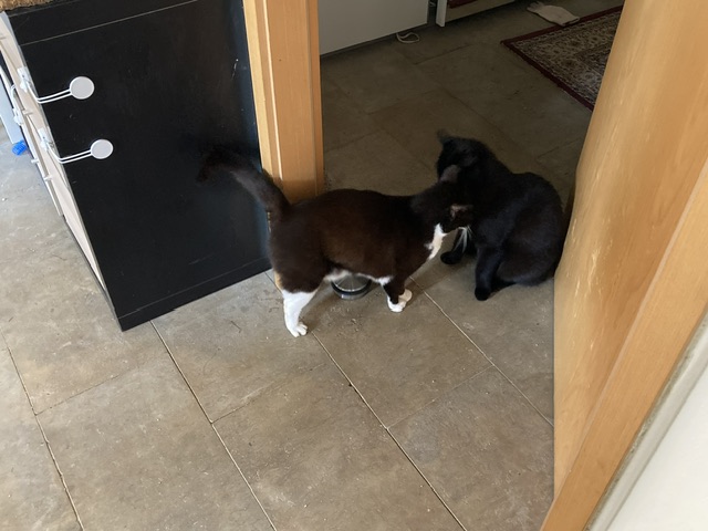IMG_5316.jpeg